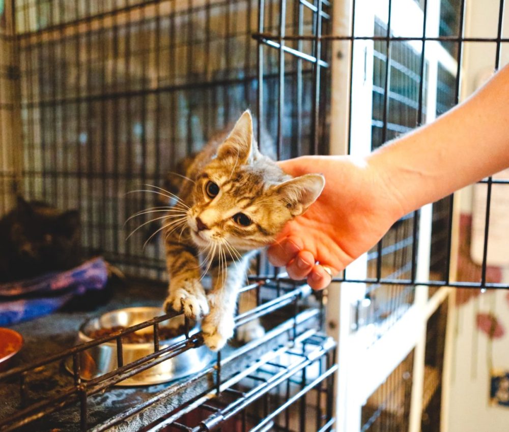 kitten-wants-pets-e1636549132818.jpg kitten-wants-pets-e1636549132818.jpg