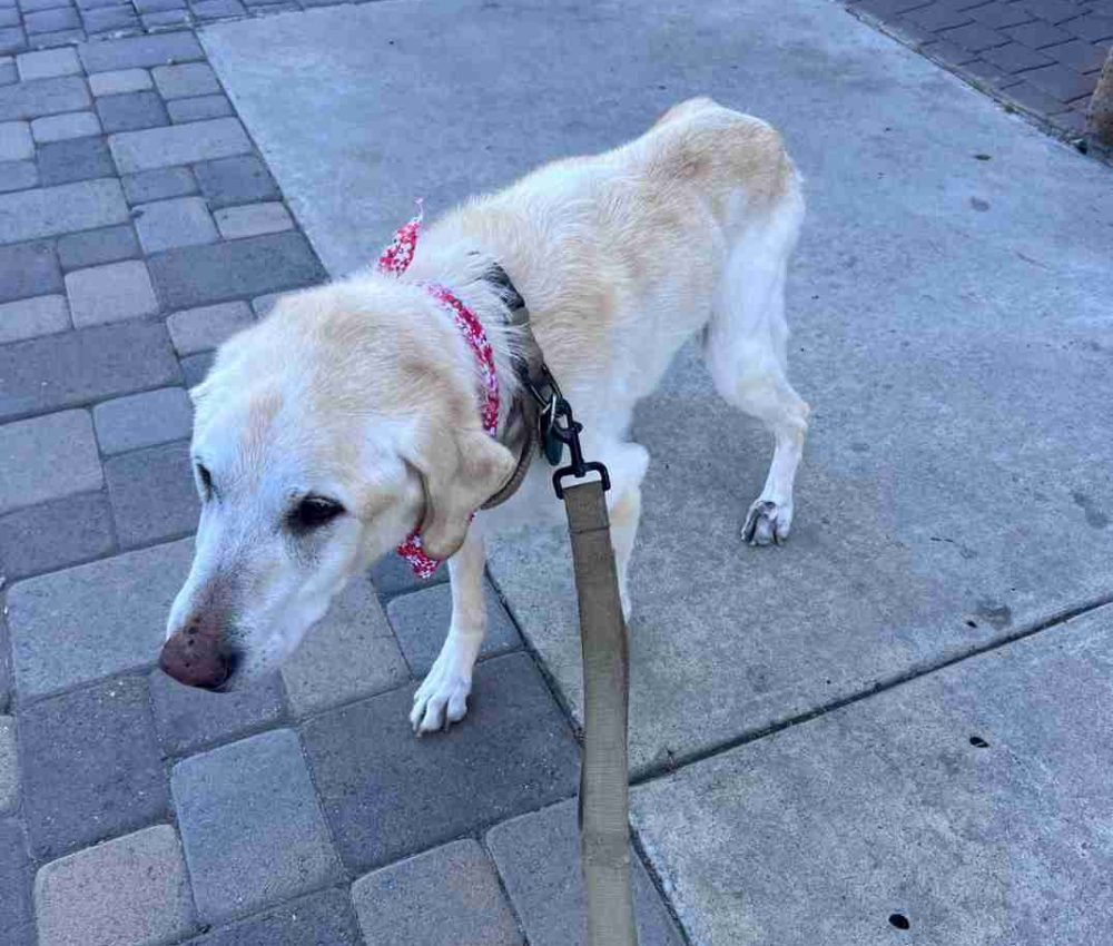 old dog old dog
